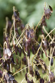 dye plant woad seed